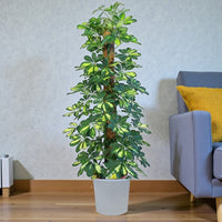 Schefflera Plant (Gold Capella, Dwarf umbrella tree)