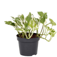 Scindapsus N'joy Plant - Money Plant