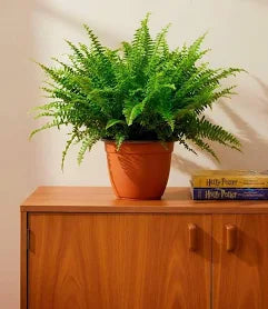 Nephrolepis Fern – Boston Fern