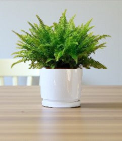 Nephrolepis Fern – Boston Fern