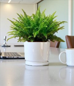 Nephrolepis Fern – Boston Fern