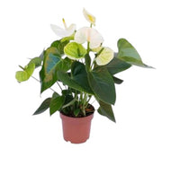 White Anthurium Plant