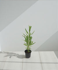 Dodonaea Viscosa - Florida Hopbush