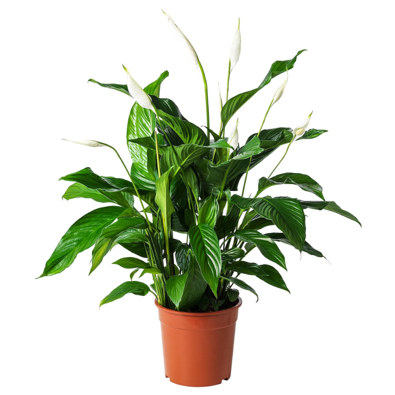Spathiphyllum Plant - Peace Lily - White Sails - Spathe Flower