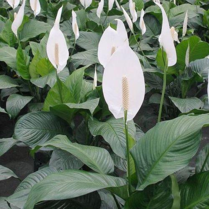 Spathiphyllum Plant - Peace Lily - White Sails - Spathe Flower