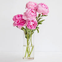 Sweety, 5 Pink Peonies, Cylinder Vase, Floral Ensemble