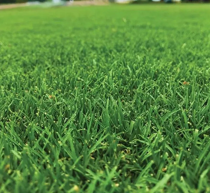 Natural Carpet Bermuda Grass – American Bermuda