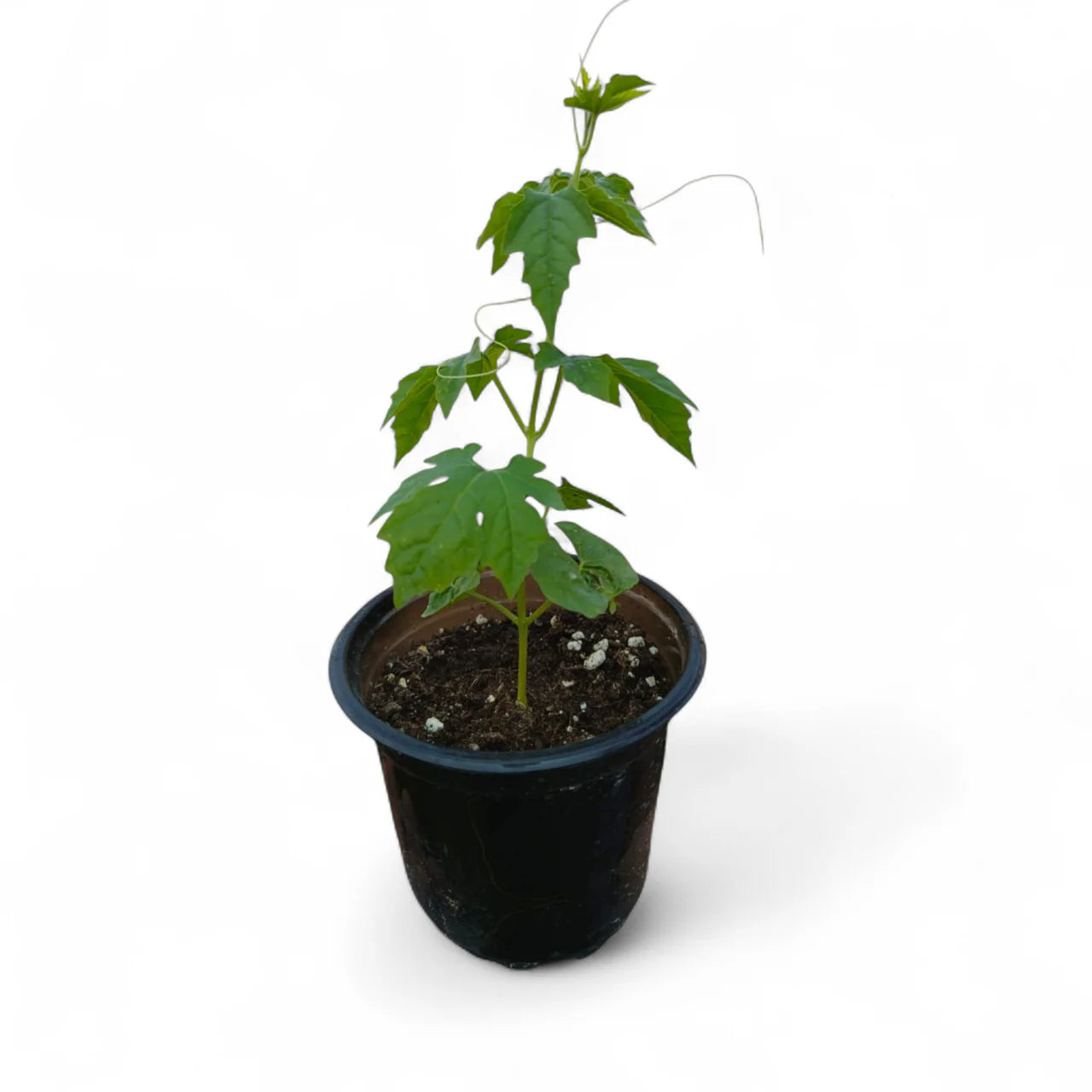 Bitter Gourd Plant (Momordica charantia) | Bitter Melon