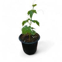 Bitter Gourd Plant (Momordica charantia) | Bitter Melon