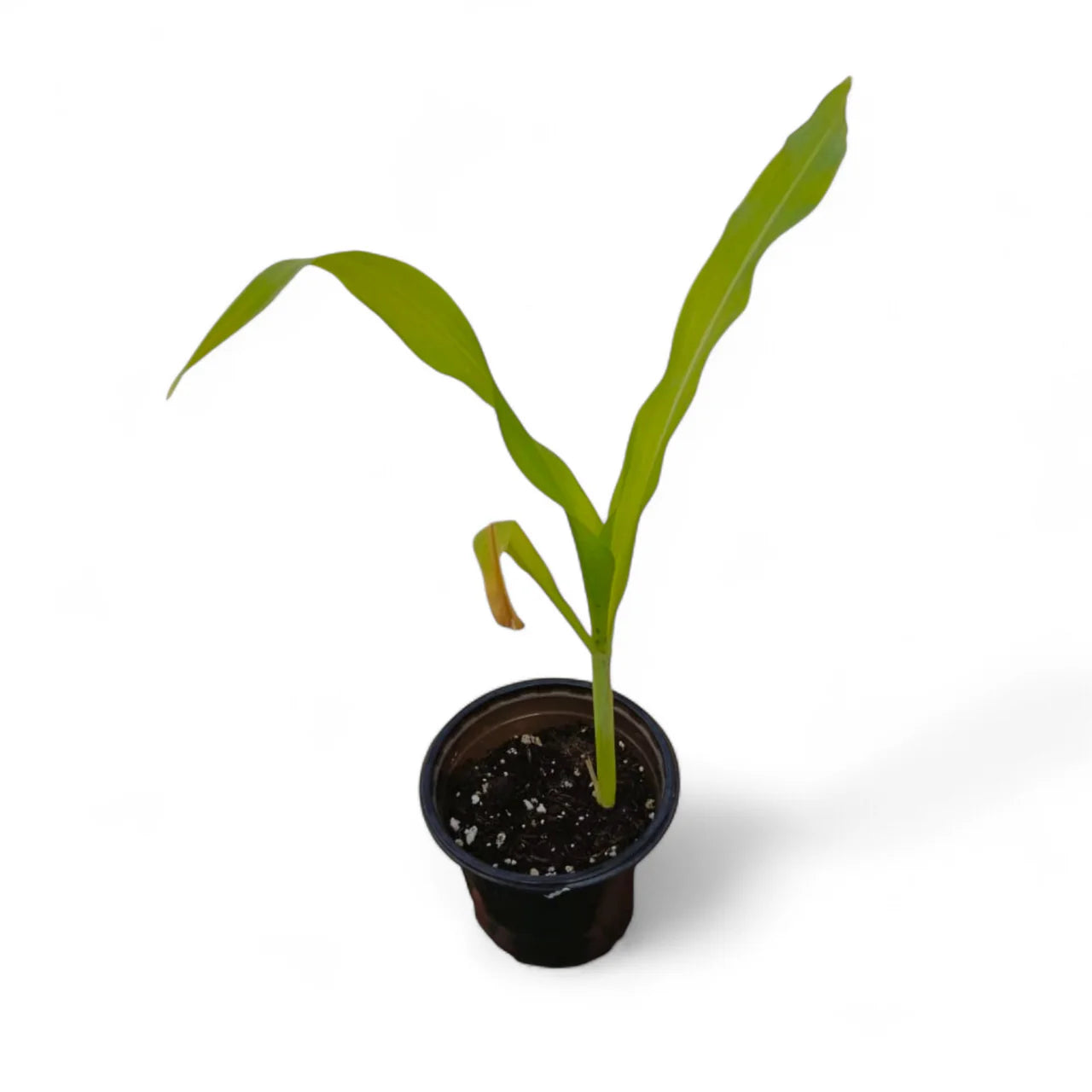 Sweetcorn Plant - Maize