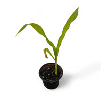 Sweetcorn Plant - Maize