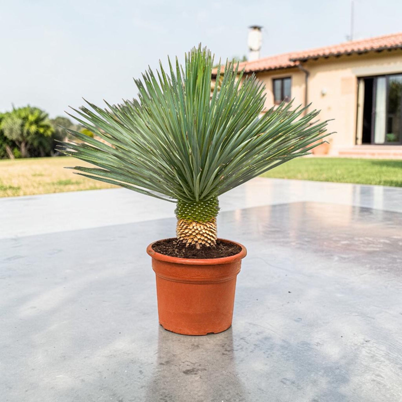 Yucca rostrata – Beaked Yucca