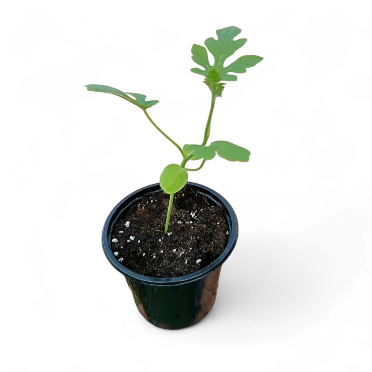 Watermelon Plant (Citrullus lanatus)