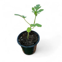 Watermelon Plant (Citrullus lanatus)