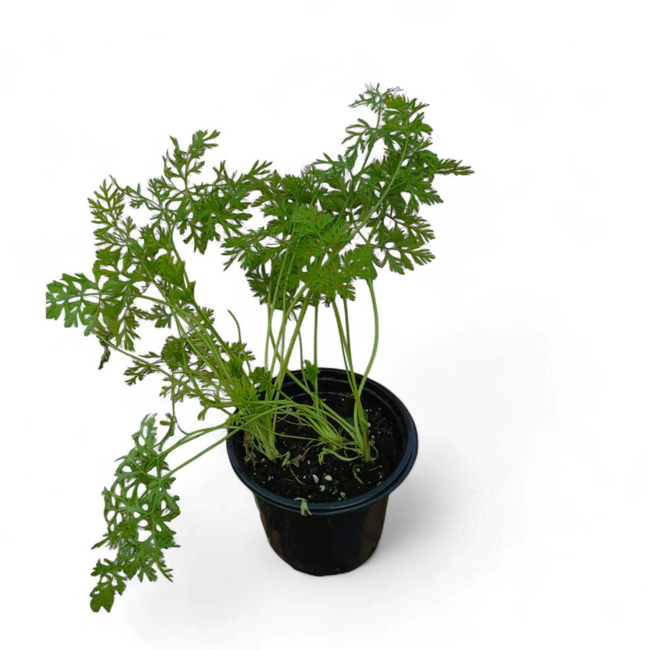 Carrot Plant (Daucus carota)