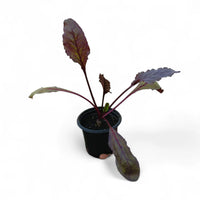 Beetroot Plant (Beta vulgaris)