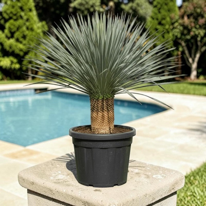 Yucca rostrata – Beaked Yucca
