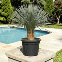 Yucca rostrata – Beaked Yucca