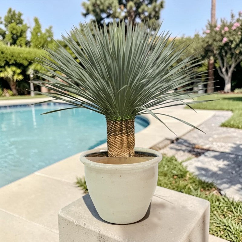 Yucca rostrata – Beaked Yucca