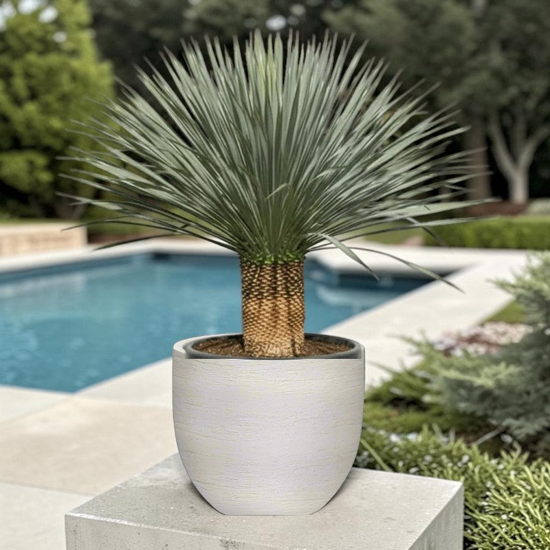 Yucca rostrata – Beaked Yucca