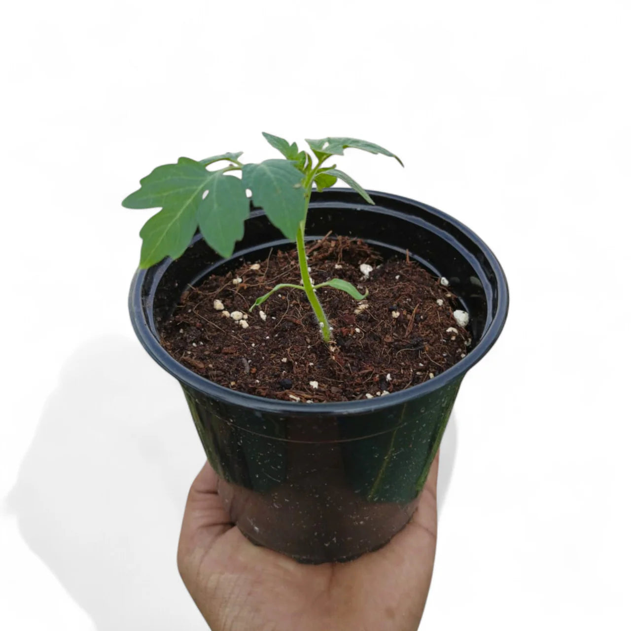 Cherry Tomato - Solanum lycopersicum