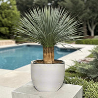Yucca rostrata – Beaked Yucca