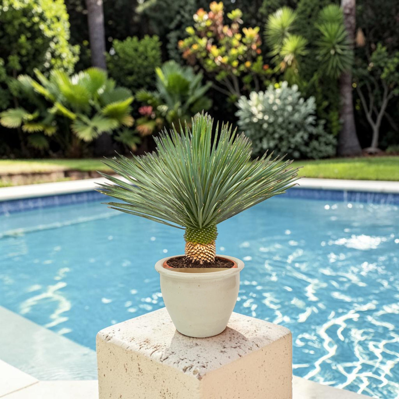 Yucca rostrata – Beaked Yucca