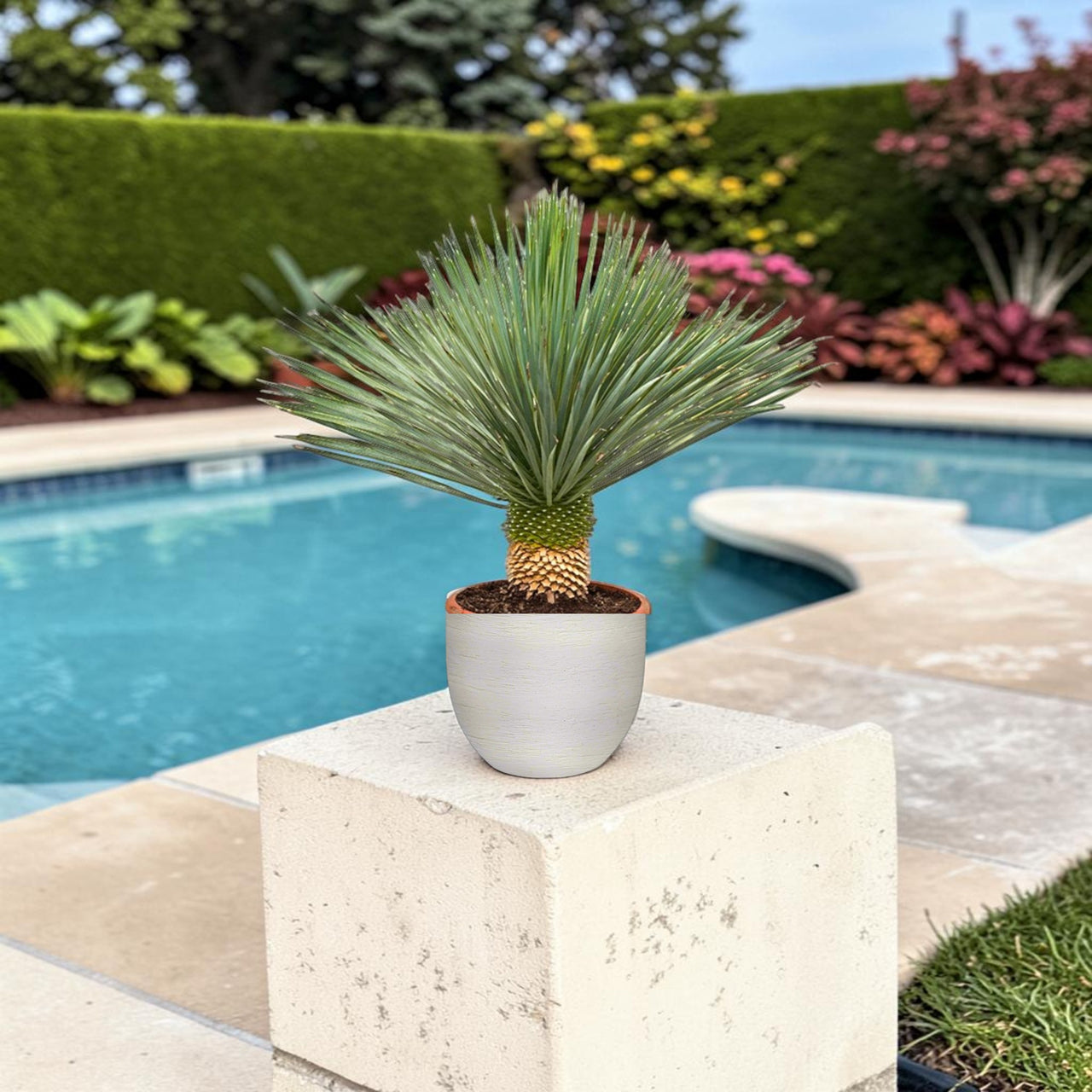 Yucca rostrata – Beaked Yucca