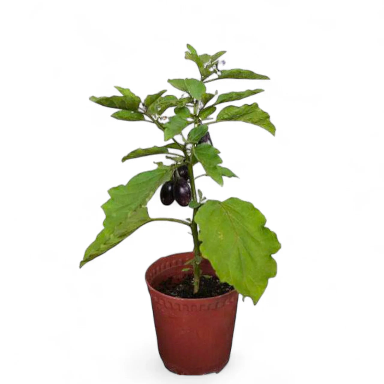 Eggplant / Brinjal (الباذنجان)