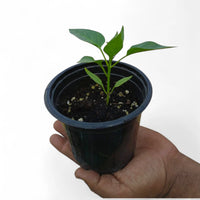 Red Capsicum Plant - Bell Pepper