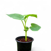 Bottle Gourd Plant | Lauki / Opo Squash