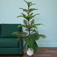 Araucaria Heterophylla Tree