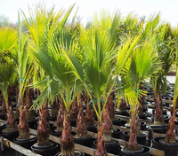 Washingtonia Robusta - Mexican Fan Palm