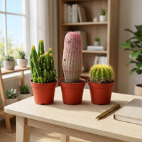 Rare Cactus Bundle – Fairy Castle, Boobie & Lemon Barrel – Collector's Set of 3