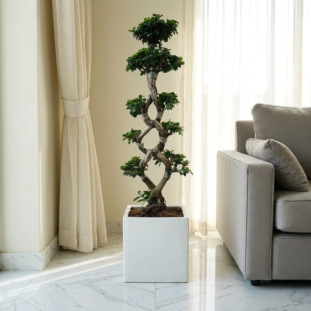 Ficus Bonsai 8 Shaped