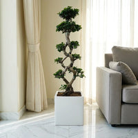 Ficus Bonsai 8 Shaped