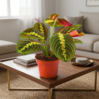 Maranta Leuconeura Fascinator Plant (Tricolor, Prayer Plant)