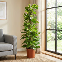 Scindapsus - Epipremnum Aureum - Money Plant