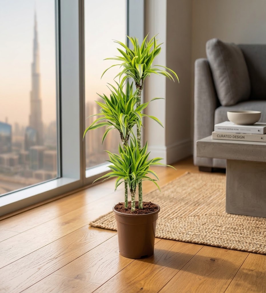 Dracaena Lemon Lime Plant