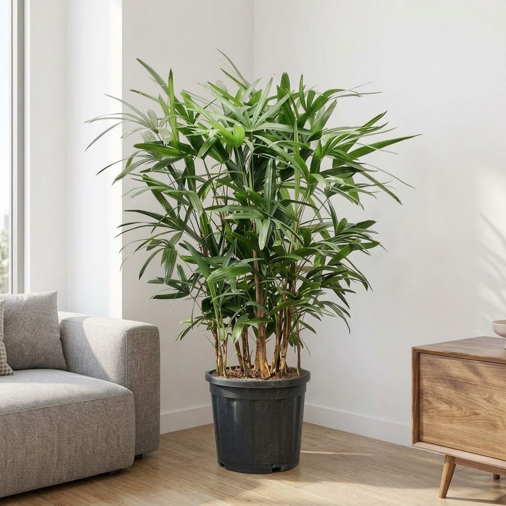 Rhapis Excelsa – Miniature Fan Palm