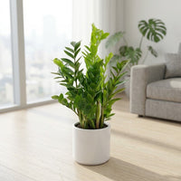 Zamioculcas Plant (ZZ Plant, Aroid Palm, Arum Fern)