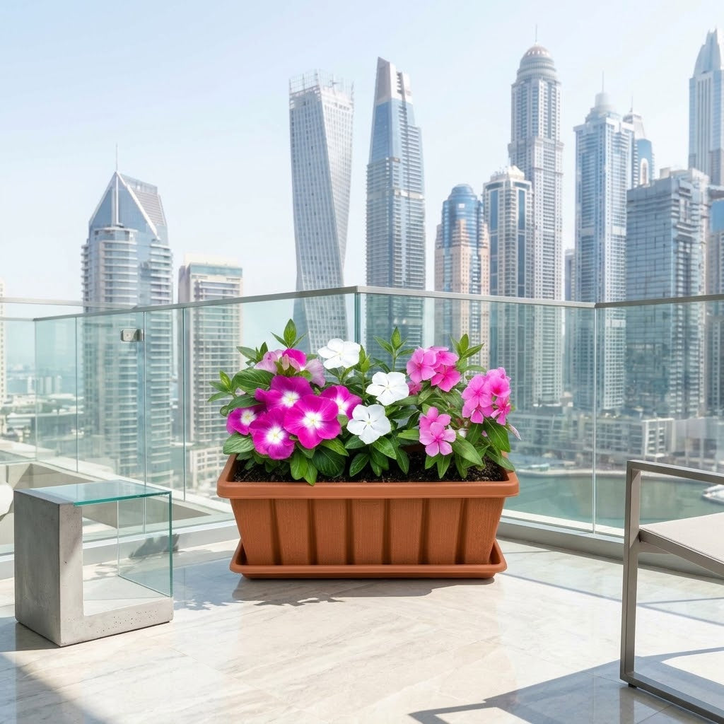 Vinca Mix Flower Bundle in 5-12cm Height | Outdoor Flowering Plants Dubai UAE