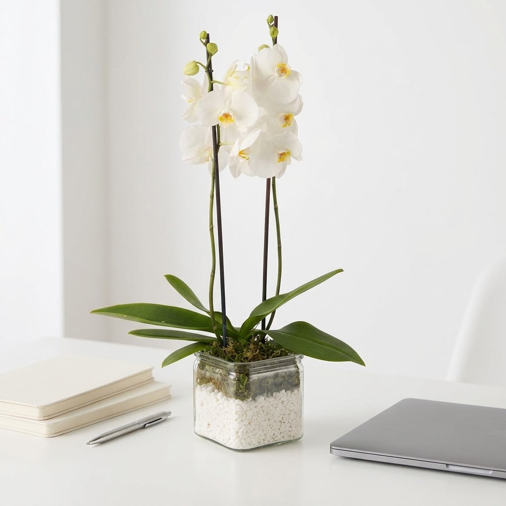White Orchid Duo in Glass Vase