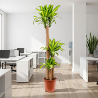 Dracaena Massangeana Plant