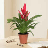 Vriesea Plant - Flaming Sword