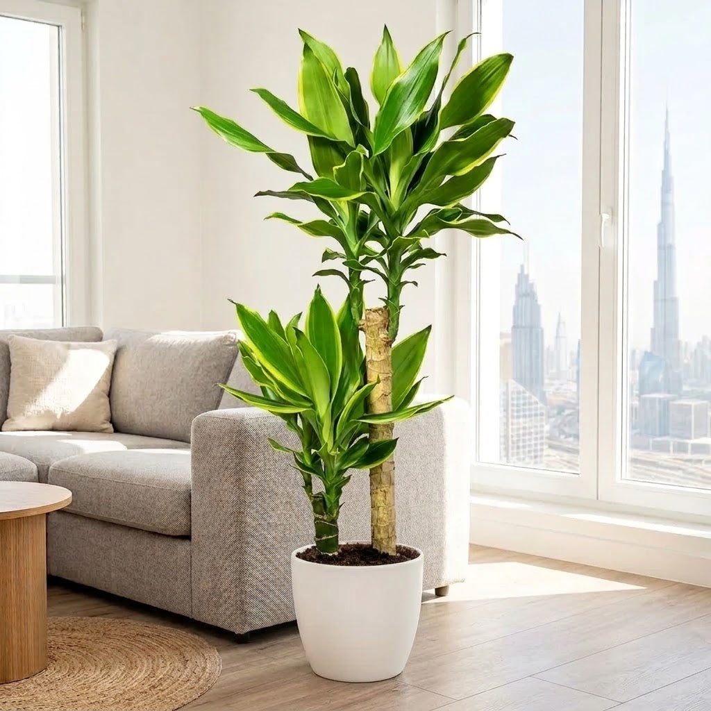 Dracaena Golden Coast