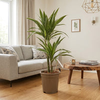 Dracaena Warneckii Plant - Dragon Plant