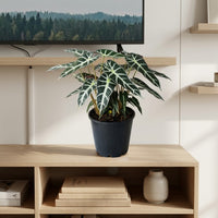 Alocasia Plant - Polly - African Mask - Elephant Ears
