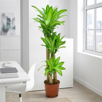 Dracaena Massangeana Plant