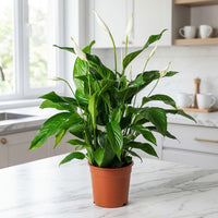 Spathiphyllum Plant - Peace Lily - White Sails - Spathe Flower